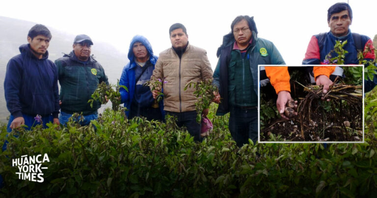 La 'rancha', causada por la excesiva humedad de las lluvias, arrasa 500 ...