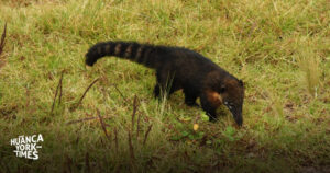 Coatí macho rescatado en Huancayo fue devuelto a su hábitat natural en ...