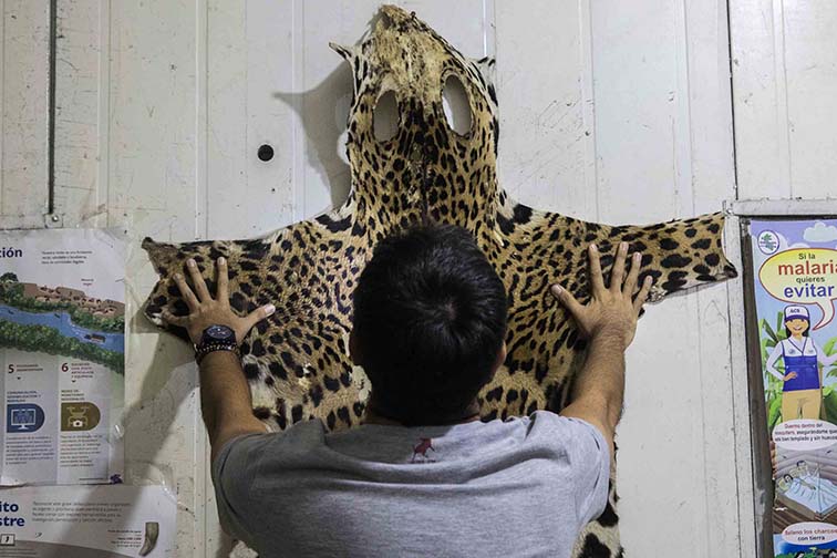 En las oficinas de la subgerencia de gestión de fauna silvestre en Loreto, Amazonía peruana, se conservan varios de los productos hechos con partes de jaguar que las autoridades decomisan, como tapices hechos con pieles curtidas de jaguar. Foto: Max Cabello