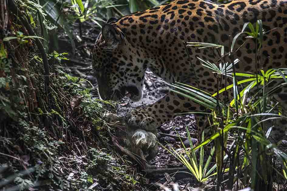 Oritia es el nombre de una mítica amazona y también el de esta jaguar que llegó a Pilpintuwasi recién nacida, luego de que unos comuneros mataron a su madre por haber atacado a un chico que quiso robarse sus cachorros. Foto: Max Cabello
