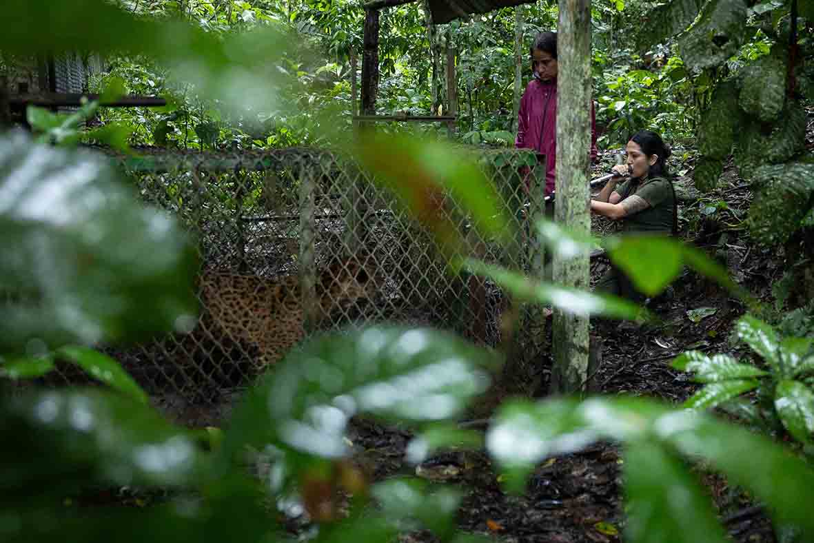 En junio de 2025, un año después de su rescate, la médica veterinaria Priscila Peralta, de la ONG Panthera, visitó Pilpintuwasi para realizarle chequeos médicos a Prince. Foto: cortesía Marlon del Águila