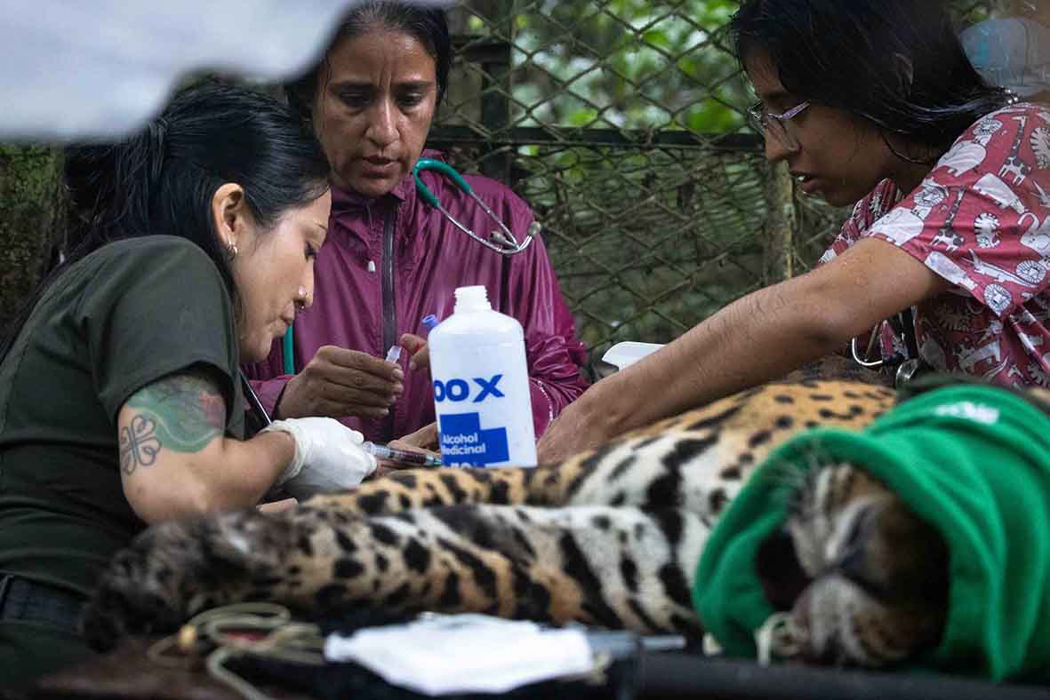 La médica veterinaria Priscila Peralta asegura que Prince ha ganado peso y se encuentra en mejor estado de salud. Foto: cortesía Marlon del Águila