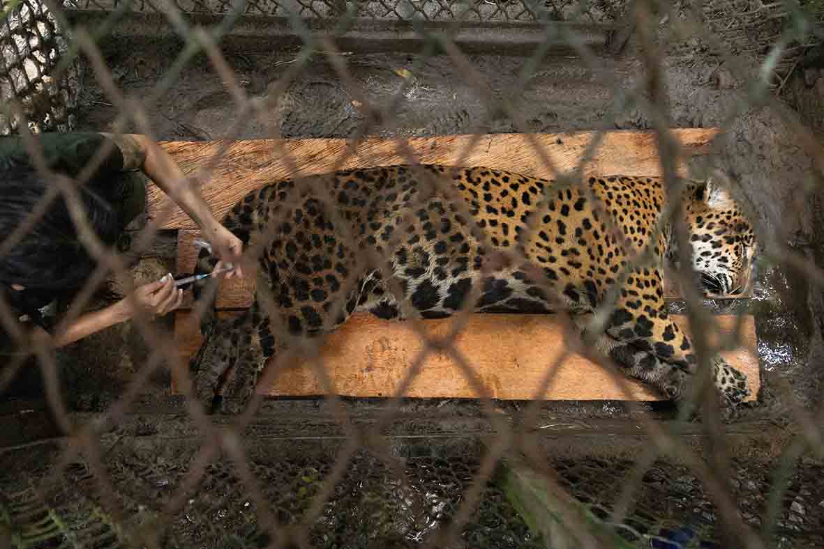 Prince, en un chequeo veterinario. Ha ganado casi 40 kilos en un año. Llegó a Pilpintuwasi en alto grado de desnutrición. Foto: cortesía Marlon del Águila