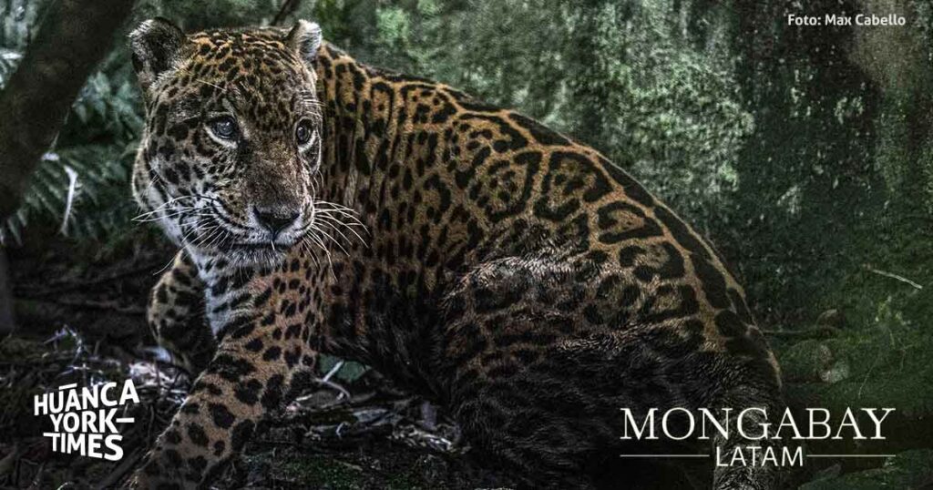 Prince 1 - Jaguar centro de rescate Pilpintuwasi - Medio Ambiente - Foto Max Cabello