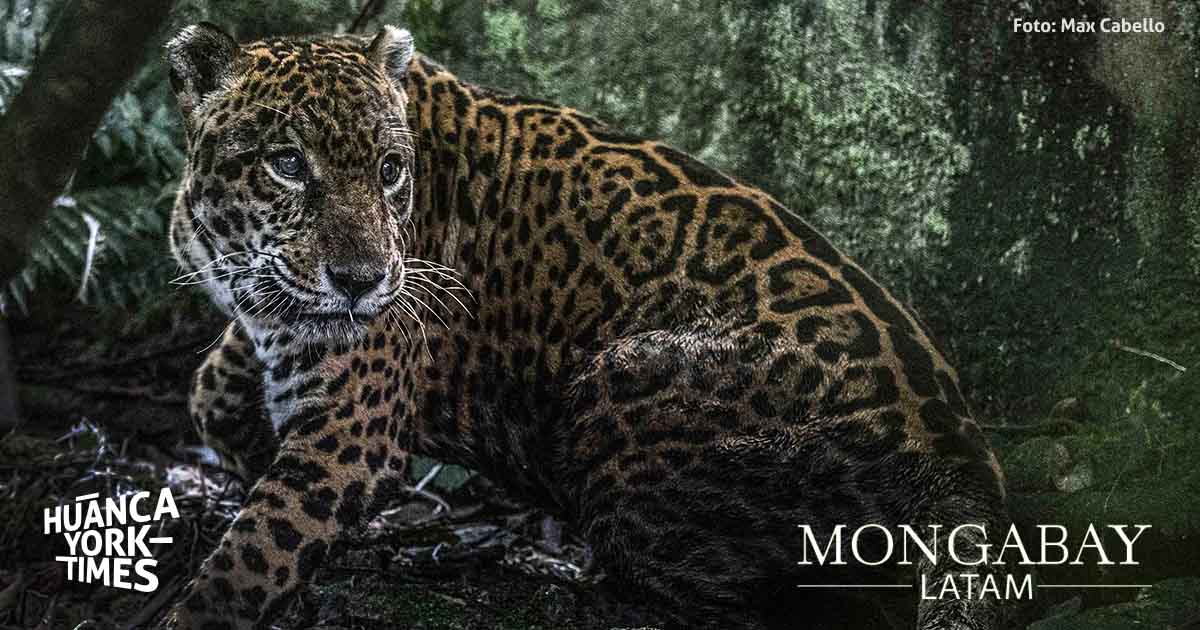 Prince 1 - Jaguar centro de rescate Pilpintuwasi - Medio Ambiente - Foto Max Cabello