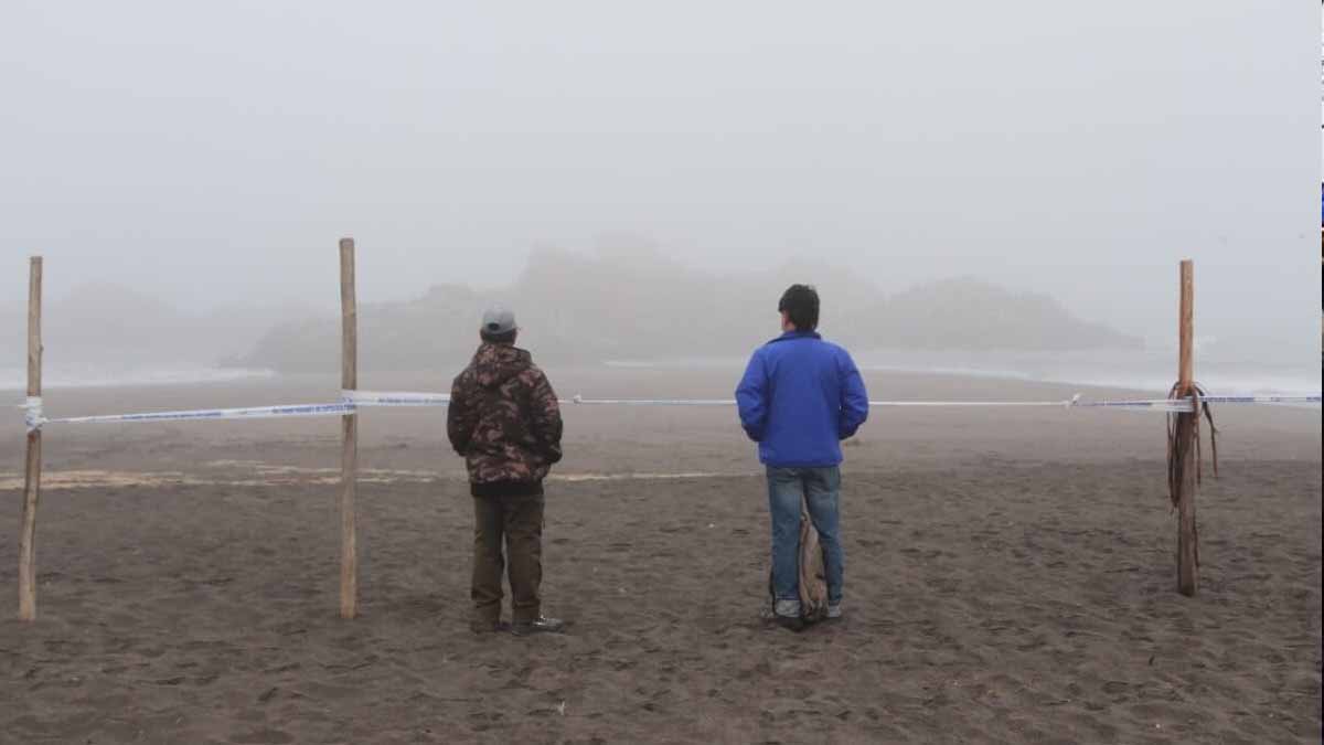 Autoridades resguardan La Lobería de Cobquecura para evitar que personas se acerquen al hábitat de los lobos marinos - Foto - cortesía Municipalidad de Cobquecura