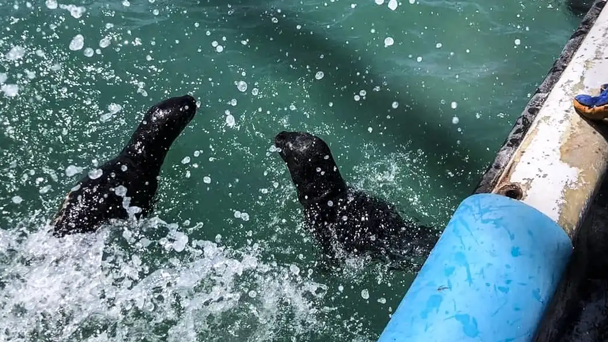 Lobos marinos nadan en el mar de Cobquecura - Foto cortesía Municipalidad de Cobquecura Ecuador