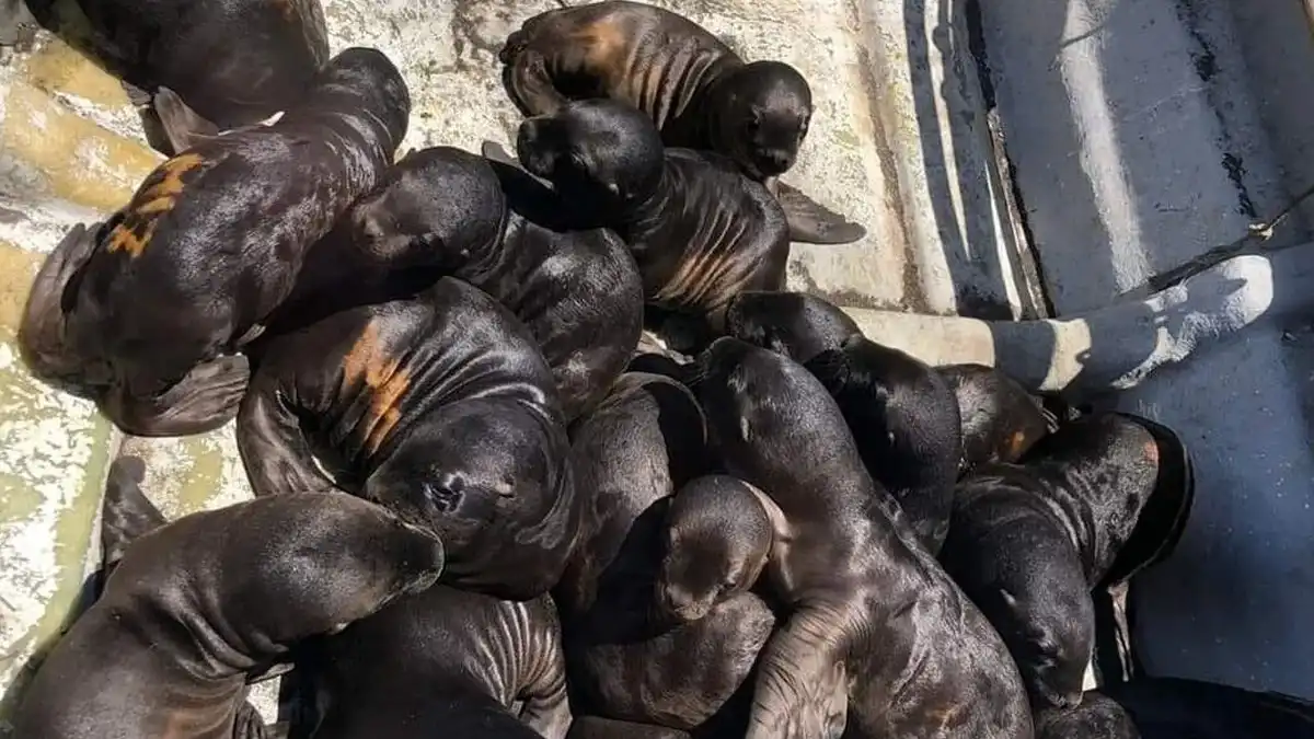 Lobos marinos rescatados de un varamiento en Cobquecura - Foto cortesía Municipalidad de Cobquecura - Ecuador