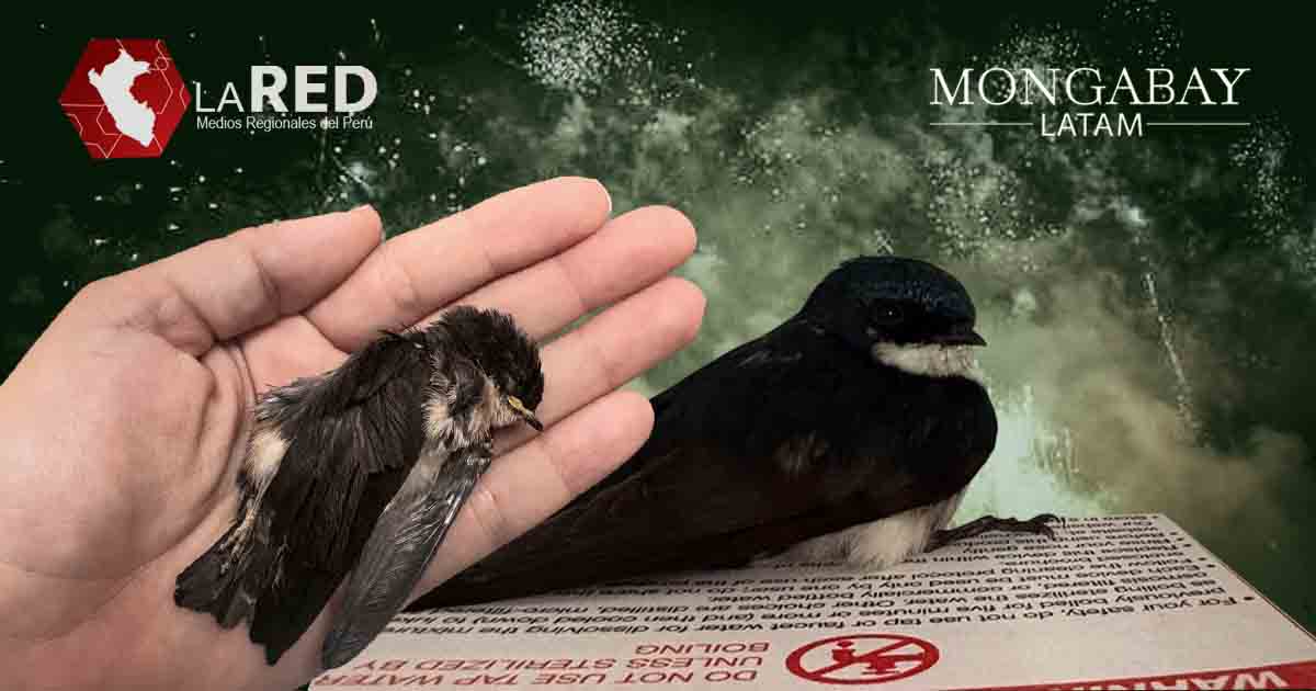 fuegos artificiales pirotecnia año nuevo 2026 - Hytimes - Mongabay Latam - La Red