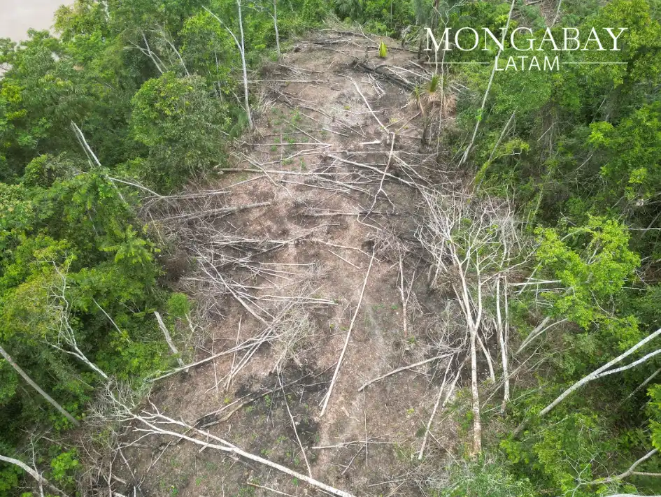 Tala descontrolada de madera en Yutupis. Foto: Mongabay Latam