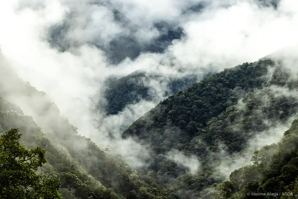 Bosque nublado en la Estación Biológica Wayqecha de Cusco. Foto: cortesía Maxime Aliaga