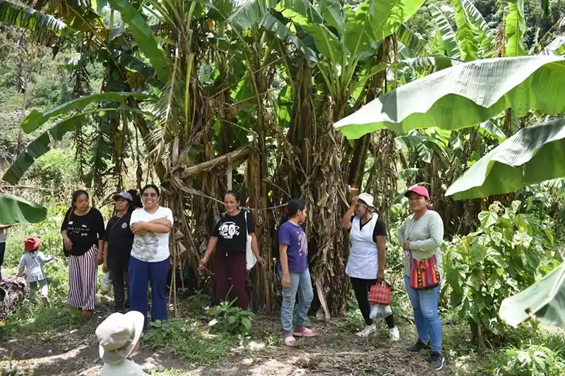 Gabriela Loaiza Seri y un equipo de 14 mujeres trabajan en el rescate de 17 variedades tradicionales de yuca y 11 variedades de papa magona (Dioscorea spp.). Foto: cortesía Conservación Internacional Perú