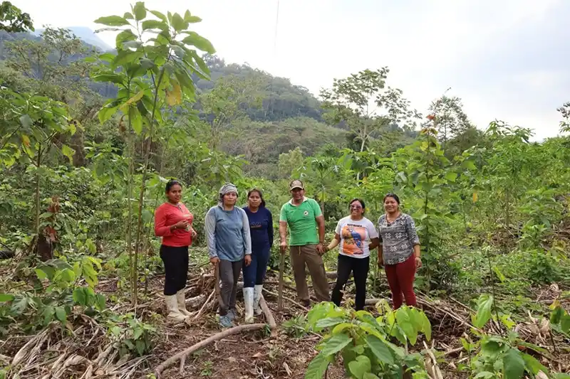 La siembra de la papa magona es un proceso ecológico y sostenible: no utiliza agroquímicos ni maquinaria. Foto: cortesía Conservación Internacional Perú