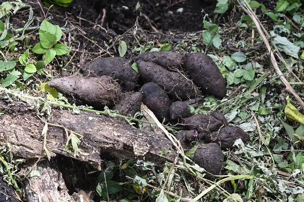 Papa magona. Según la tradición y las costumbres machiguengas, los bebés no debían comer papa magona morada porque provocaba que los niños no pudiesen hablar bien. Foto: cortesía Conservación Internacional Perú