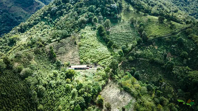 Vista de una parte de las 470 hectáreas que actualmente se encuentran en conservación para el hábitat del oso andino en Colombia. Foto: Café Oso Andino / Conservamos la Vida