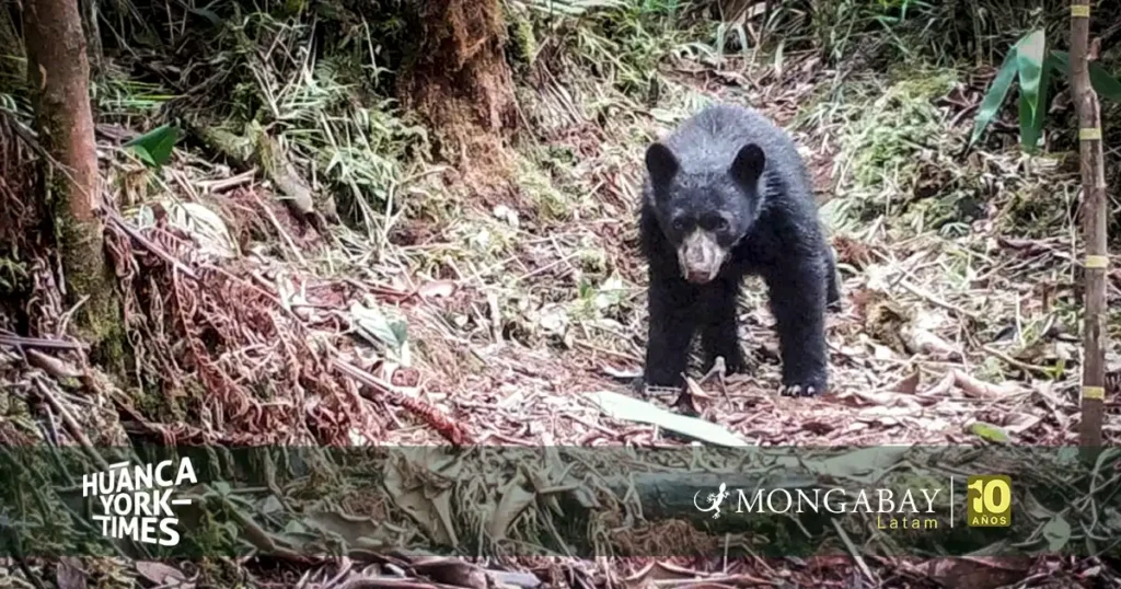 dia internacional de los osos - Estación Biológica Wayqecha de Cusco 2026