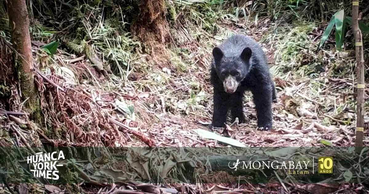dia internacional de los osos - Estación Biológica Wayqecha de Cusco 2026