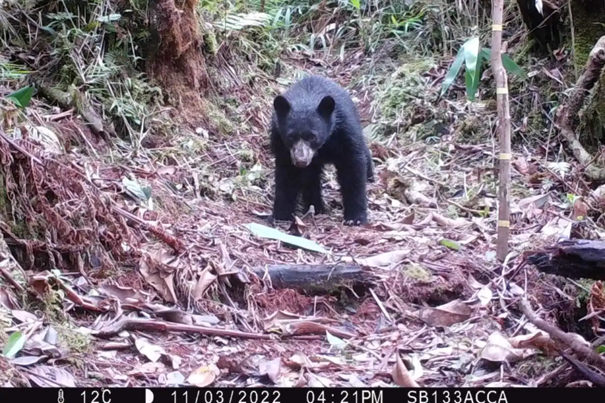 Oso de anteojos (Tremarctos ornatus) capturado por una cámara trampa. Foto: cortesía ACCA