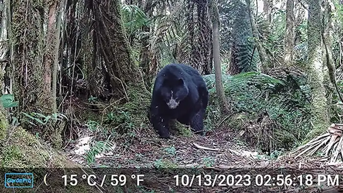 Venezuela tiene un sistema conectado de parques nacionales para la protección del oso frontino. Foto: Proyecto Oso Andino Guaracamal.