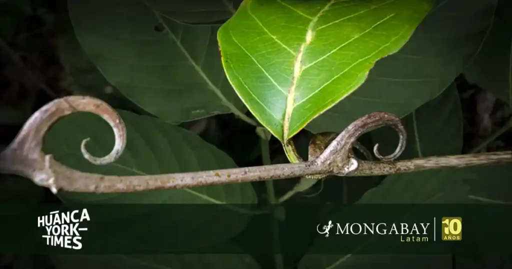Uña de gato dia mundial de la vida silvestre