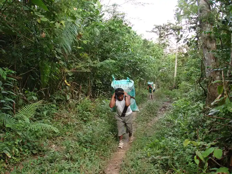 La castaña amazónica de Bolivia es un fruto central en el norte amazónico de Bolivia. Foto: cortesía Eulogio Suxo