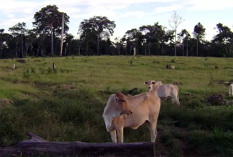 La actividad ganadera es una de las principales causas de deforestación en el norte de la Amazonía boliviana. Foto: cortesía Marco Pastor