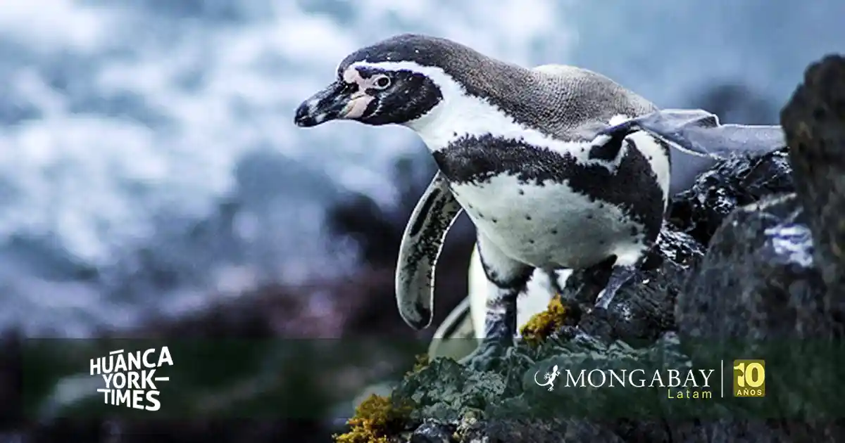Un pingüino de Humboldt en el Mar Pacífico Tropical. Foto: cortesía de SERNANP