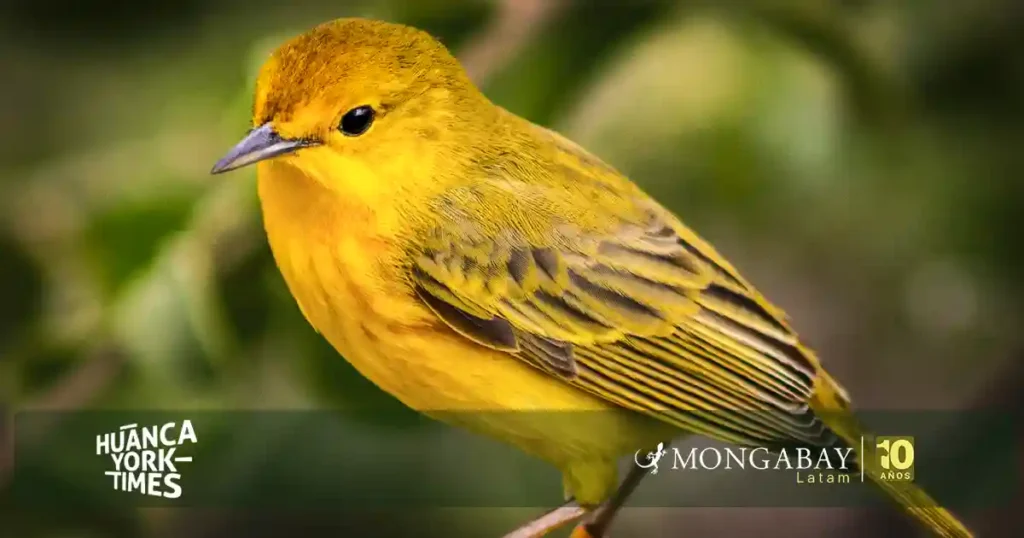 Hembra de canario María (Setophaga petechia aureola) en las Islas Galápagos. Foto: cortesía Alper Yelimlieş