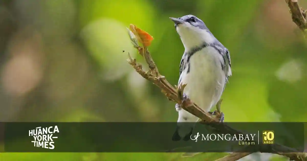 Reinita cerúlea (Setophaga cerulea) macho fotografiado en Costa Rica. Foto: cortesía Asociación Ambiental Cerúlea
