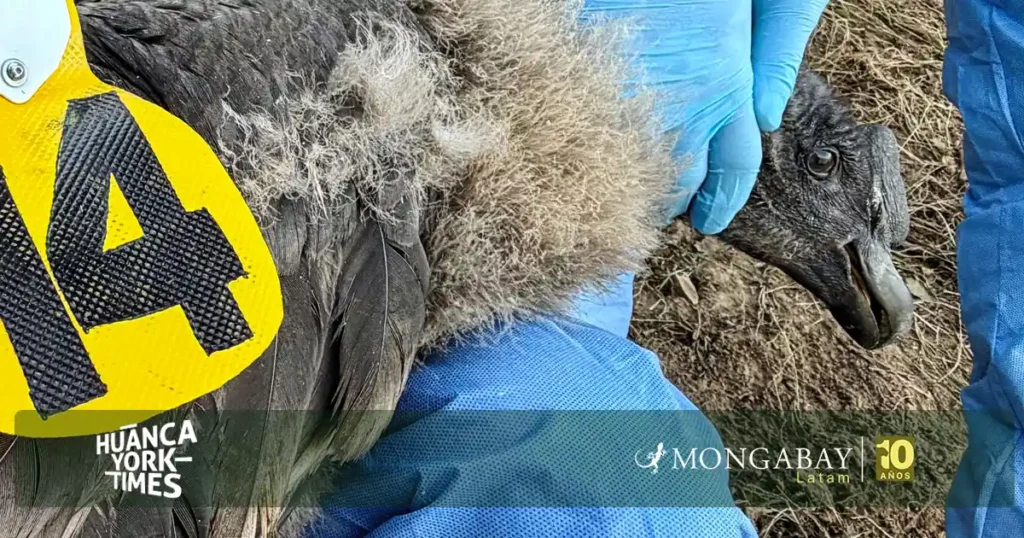 uchuy condor polluelo GPS - Hytimes