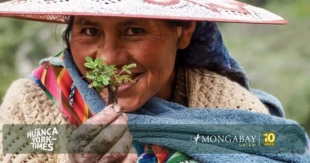 Mujeres kewiña - indígenas quechua restauran bosques andinos para proteger el agua de Bolivia - hytimes