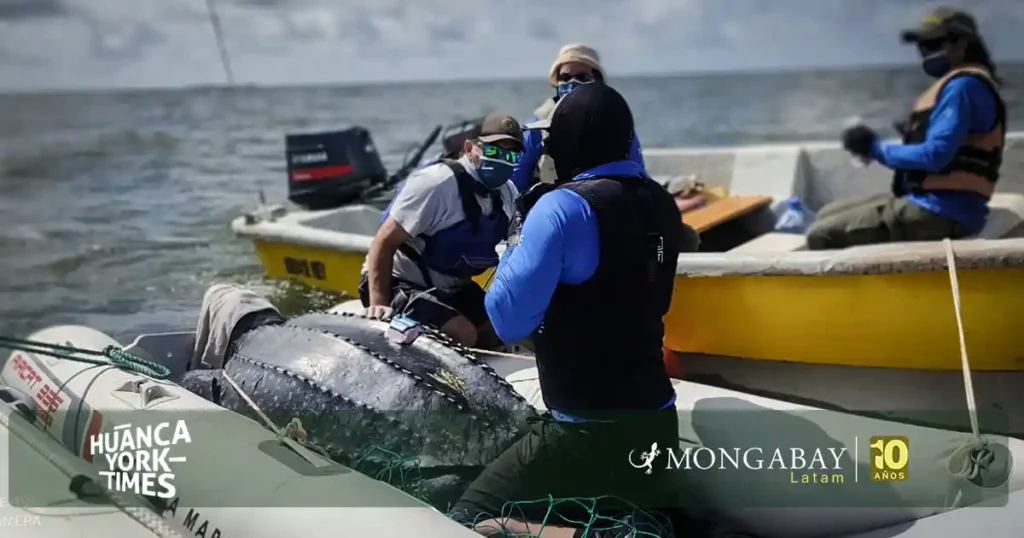 dia mundial tortugas marinas - hytimes