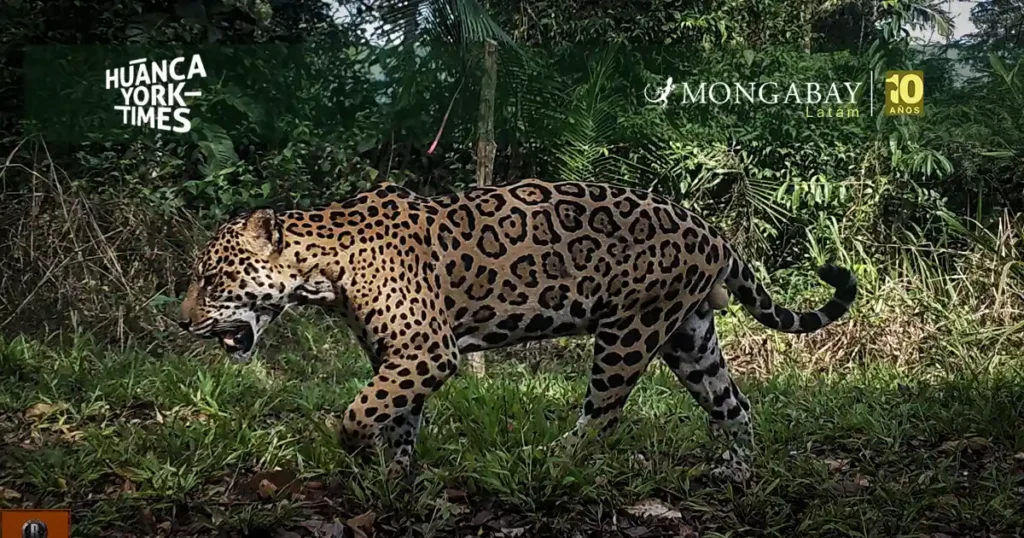 Un jaguar se desplaza por una zona de la Reserva Nacional Tambopata. Su imagen ha sido capturada por una cámara trampa. Foto: cortesía SDZWA