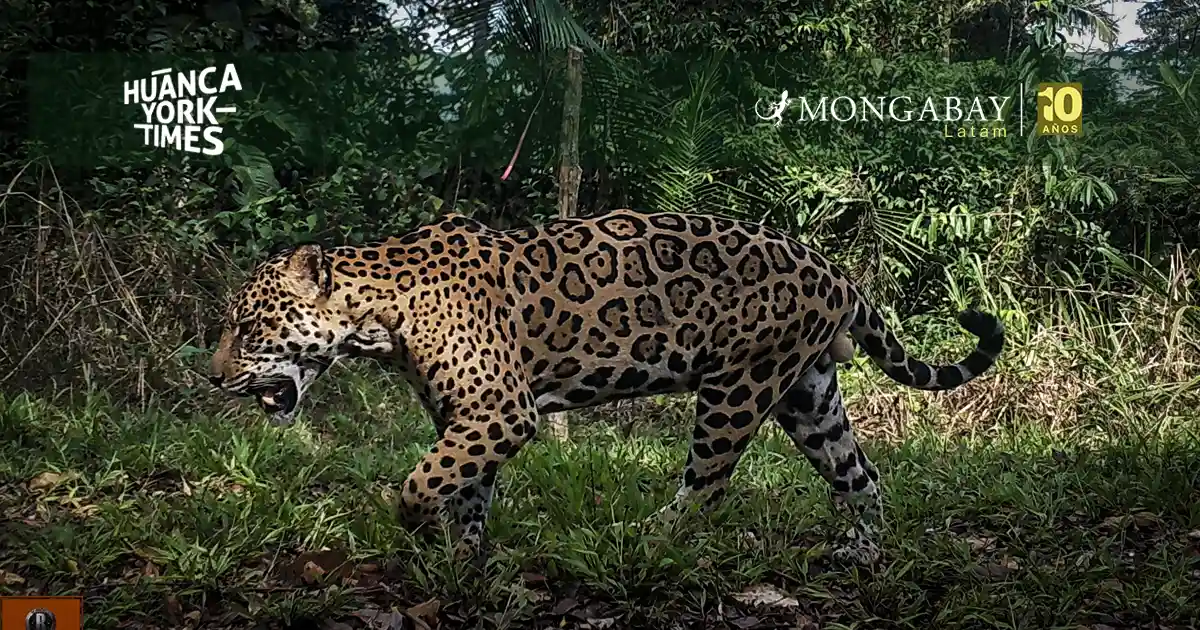 Un jaguar se desplaza por una zona de la Reserva Nacional Tambopata. Su imagen ha sido capturada por una cámara trampa. Foto: cortesía SDZWA
