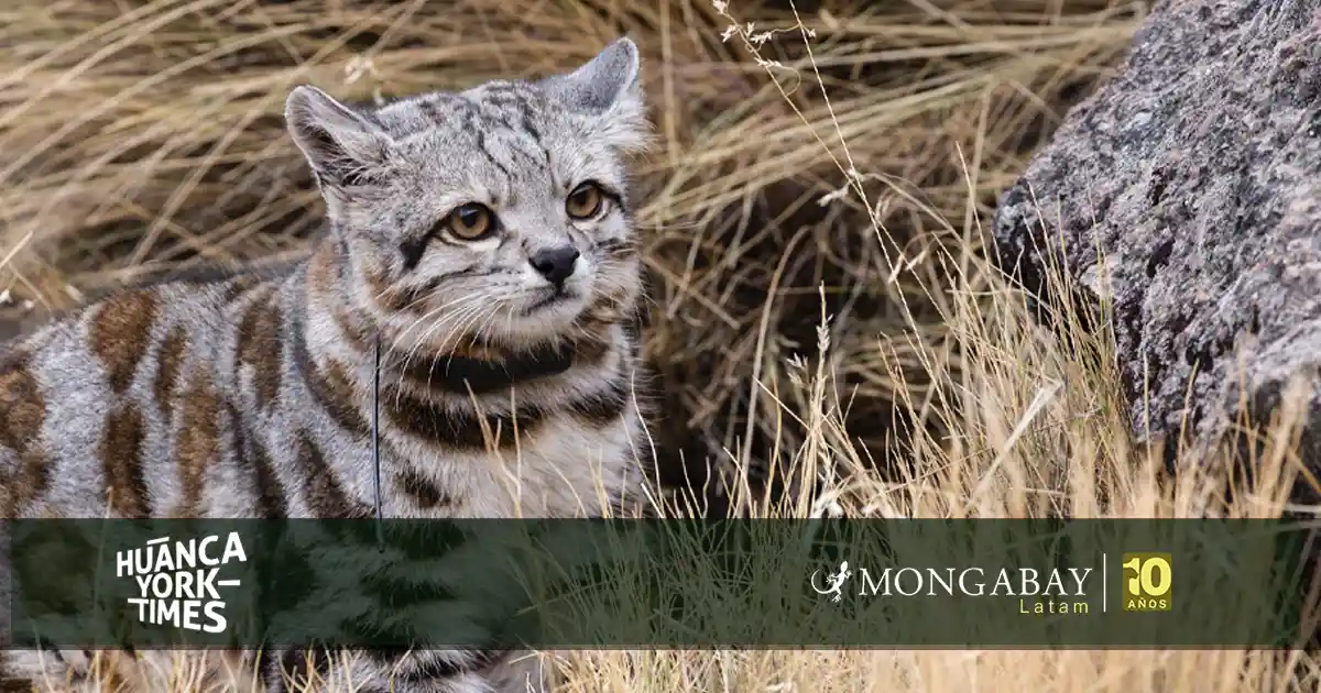 El gato andino es el felino menos visto en la región y habita en Argentina, Bolivia, Chile y Perú. Foto: Juan Repucci/Alianza Gato Andino (AGA)/WCS Argentina