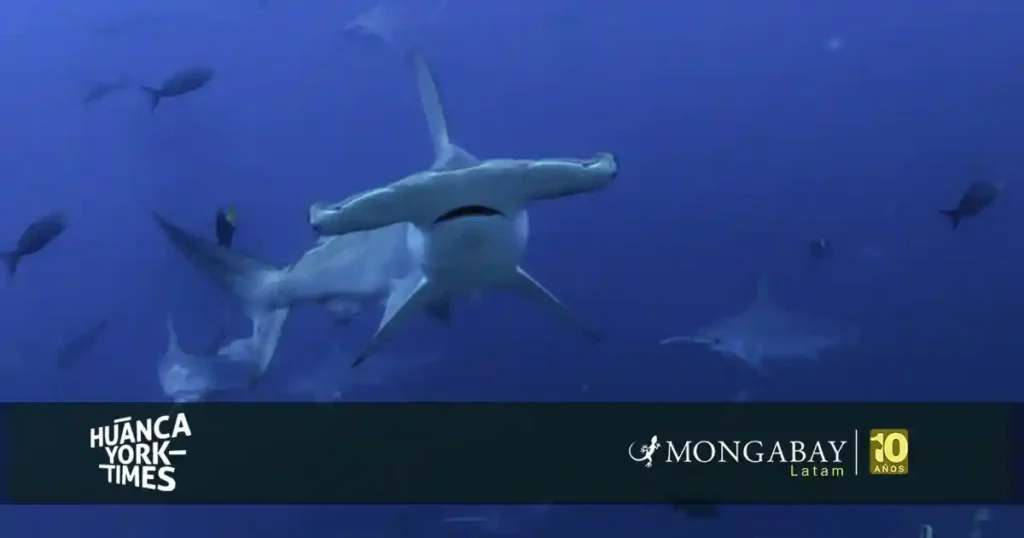 Los tiburones se encuentran en la cima de la pirámide trófica. Al cazar, también se alimentan de peces heridos o enfermos, lo que regula las poblaciones de otras especies, manteniendo la salud y el equilibrio de los ecosistemas marinos. Foto: Joshua Vela