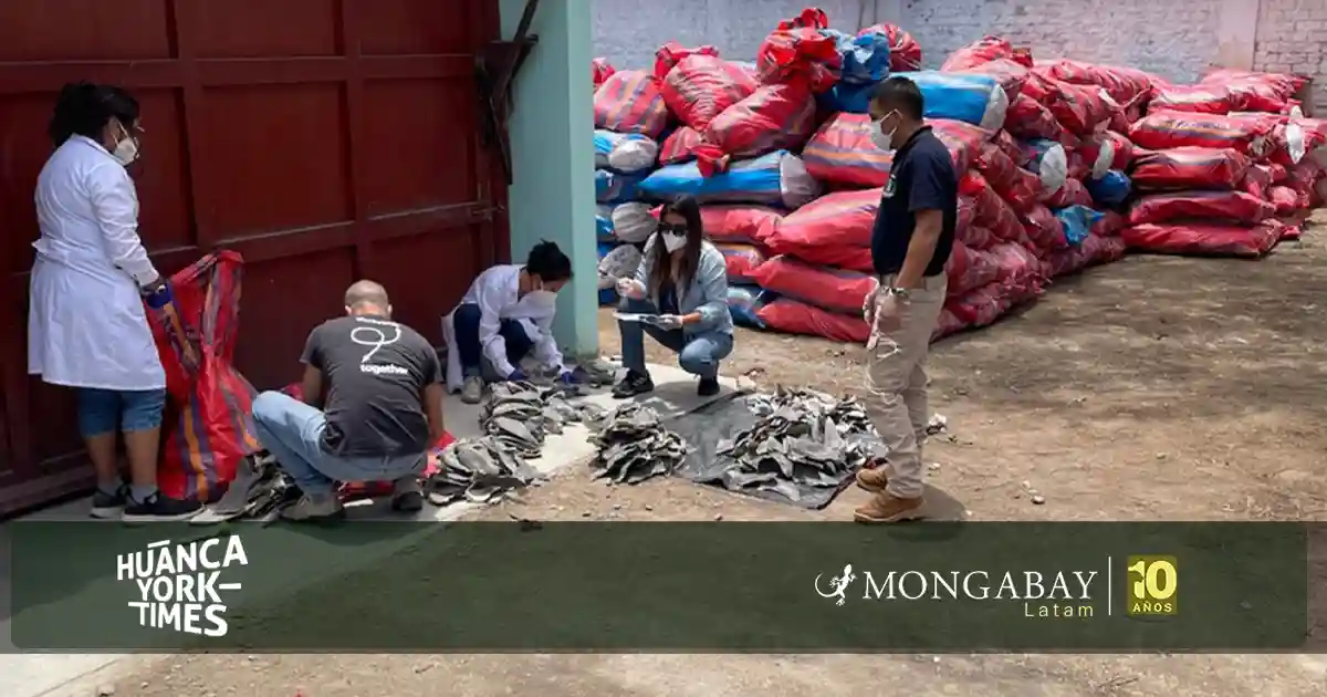 Incautación de las nueve toneladas de aletas de tiburón en noviembre de 2025. Foto: Embajada de Estados Unidos en Lima